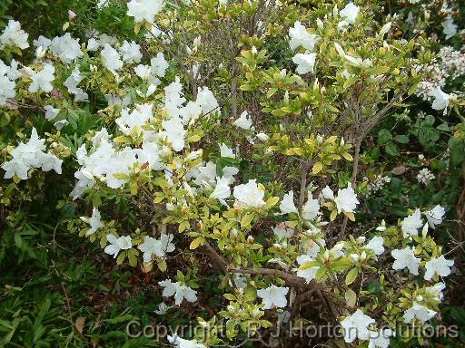 Azalea Iron Deficiency 